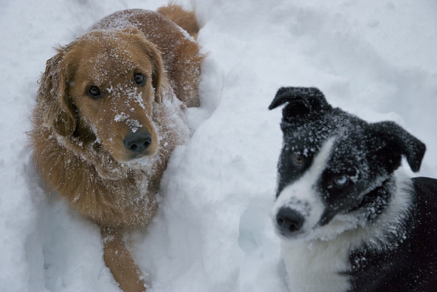 Colorado snow